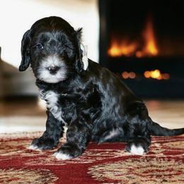 Bandit- Has gone through Puppy Kindergarten - Black and chalk male Australian Labradoodle puppy in Milton, North Carolina from Good Day Doodles