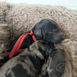 Scout - Black male Bernedoodle puppy in Fort Collins, Colorado from Front Range Family Doodles