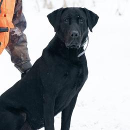 Jax - Labrador Retriever