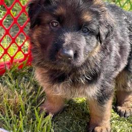 German Shepherd Puppies from Bell’s Shepherd Acres