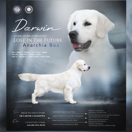 Golden Retriever puppies from All 4 Paws of Pheasant Run