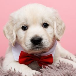 Eros - Light golden Golden Retriever puppy in Heber City, Utah from Wasatch Back Companions