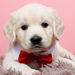 Eros - Light golden Golden Retriever puppy in Heber City, Utah from Wasatch Back Companions