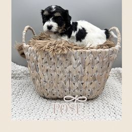 Rose - Tri-color female Cavachon puppy in Awendaw, South Carolina from LierChonPoo