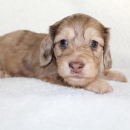 Oliver (SILKY) - Dapple male Dachshund puppy in Fairfax, Iowa from Grayson’s Lovable Dachshunds