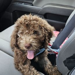 Lagotto Romagnolo Puppies from Lagotti di Mesilla