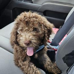 Lagotto Romagnolo Puppies from Lagotti di Mesilla