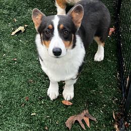 Prada - Pembroke Welsh Corgi