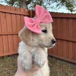 Abigail - Golden Retriever puppy from Daisy Lynn Goldens