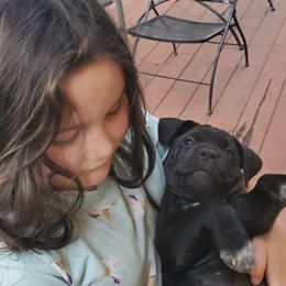 Cane Corso Puppies from King of Kings Cane Corso