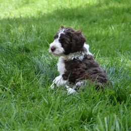 Australian Labradoodle Puppies from Frosty Hill Australian Labradoodles