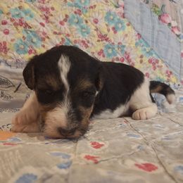 Ginger - White black and tan female Wire Fox Terrier puppy in Lancaster, Missouri from Missouri Meadows Farm