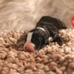 Bernedoodle, Goldendoodle, and Poodle Puppies from DN Poodles and Doodles