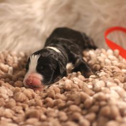 Bernedoodle, Goldendoodle, and Poodle Puppies from DN Poodles and Doodles