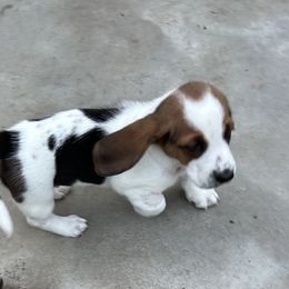 Baby dark green - Black brown and white male Basset Hound puppy in Meyersdale, Pennsylvania from Susan's Basset Hounds