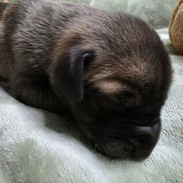 Bartlett - Fawn male Great Dane puppy in Albany, Oregon from Red Cloud Australian Shepherds and DeGray Great Danes & Bulldogs