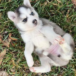 Pomsky Puppies from Oxsana Perfect Pomsky- 5 puppies available