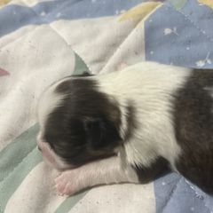 Girl 1 - Sable and white female Japanese Chin puppy in Connecticut from Lissette's pups chins and bullies