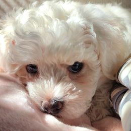 Havapoo Puppies from My Havapoo Puppy