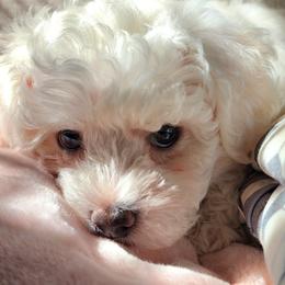 Havapoo Puppies from My Havapoo Puppy
