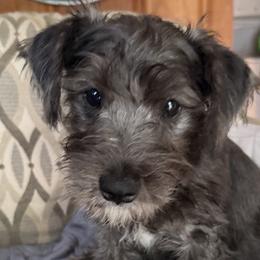 Miniature Schnauzers from Cape Cod Miniature Schanauzer