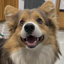 Roman - Pembroke Welsh Corgi