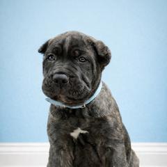 Molosser (Bully x) Puppies from Monumental Mastiffs