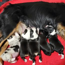 Miniature Australian Shepherd puppies from Miller Hill Mini American Shepherds and Mini Australian Shepherds
