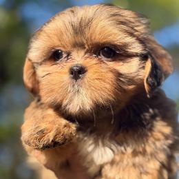 Princess Eliza - Chocolate and tan female Shih Tzu puppy in Chattanooga, Tennessee from Joy-Fur Puppies