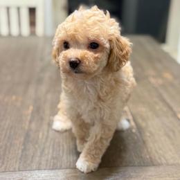 Toya - Apricot female Maltipoo puppy in Lebanon, Kentucky from Mosaic Merle Doodles