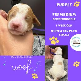 Poppy: Purple Collar - Parti female Goldendoodle puppy in Raceland, Louisiana from Cajun Doodles
