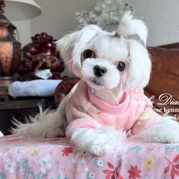 Girl 1 Alyona - White female Maltese puppy in Snowville, Utah from Navabo Diamond