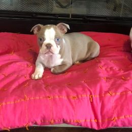 Boston Terrier Puppies from Heather's Boston Babies