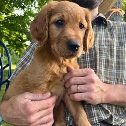 Girl 4 - Dark golden female Golden Retriever puppy in Mesick, Michigan from Wright Up North
