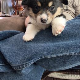 Pembroke Welsh Corgi Puppies from Dash'n Corgis of AZ