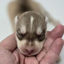 Princess - Sable and white female Siberian Husky puppy in Kansas City, Missouri from Anuun's Huskies
