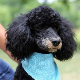 Bernedoodles from Boverdogs