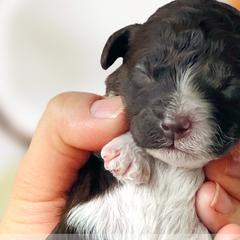 Girl 5 - Brown Whoodle puppy in Knoxville, Tennessee from Fleury Farm Doodles TN