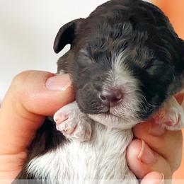 Girl 5 - Brown Whoodle puppy in Knoxville, Tennessee from Fleury Farm Doodles TN