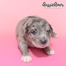 Bi Blue Merle Long tail 2 Blue eyes - Blue merle female Miniature Australian Shepherd puppy in Pinehurst, Texas from Aussie Amor