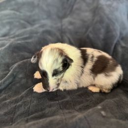 Blue Merle Boy - Blue merle and white male Shetland Sheepdog puppy in Shirley, Arkansas from Lucky Pups