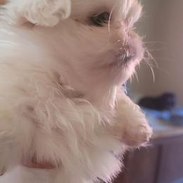 Shemp - White male Pekingese puppy in Burns, Kansas from Pekingese Dynasty