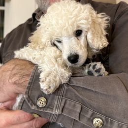 Keeley - White female Poodle puppy in Somerville, Massachusetts from Jubilee Poodles