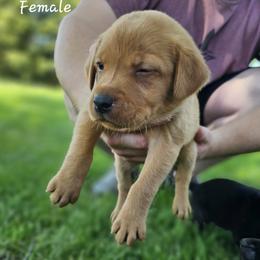 Yellow Collar - Female - Yellow female Labrador Retriever puppy in Boyd, Minnesota from Lindley Labradors