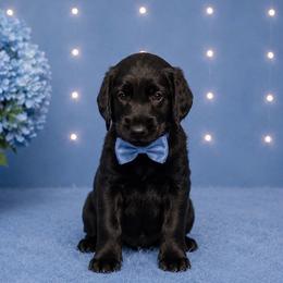 Remington - Black male Labradoodle puppy in Washington, Pennsylvania from Patriotic Poodles