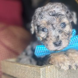 Watermelon & Walnuts - Phantom Goldendoodle puppy in Charlotte, North Carolina from Ben and Jerry Doodles