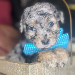 Watermelon & Walnuts - Phantom Goldendoodle puppy in Charlotte, North Carolina from Ben and Jerry Doodles