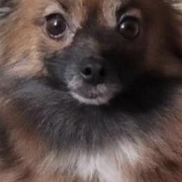 Pomeranians from Keyz Pomeranians