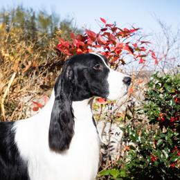 Dougie - English Springer Spaniel