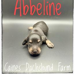 Abbeline - Black and cream female Dachshund puppy in Cincinnati, Ohio from Caines Dachshund Farm